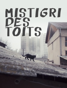Mistigri des toits