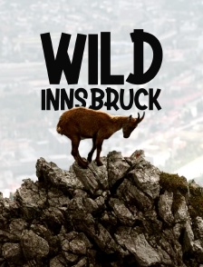 Wild Innsbruck