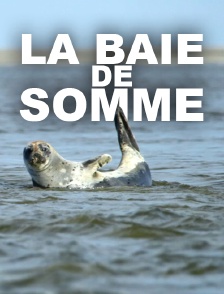 La baie de Somme
