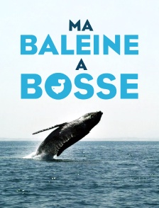 Ma baleine à bosse