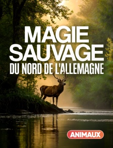 Animaux - Magie sauvage du nord de l'Allemagne