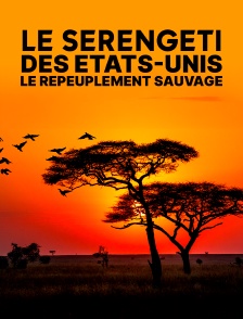 Le serengeti des Etats-unis - Le repeuplement sauvage