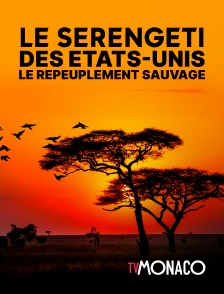 TV Monaco - Le serengeti des Etats-unis - Le repeuplement sauvage