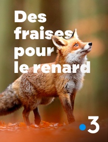 Des fraises pour le renard