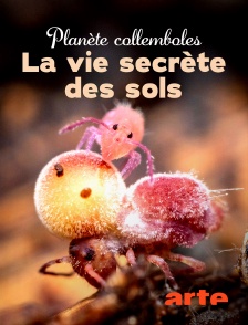 Arte - Planète collemboles, la vie secrète des sols