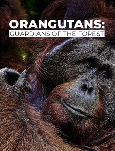 Orangutans : Guardians of the forest
