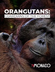 TV Monaco - Orangutans : Guardians of the forest en replay