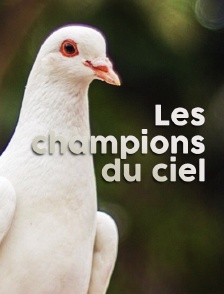 Les champions du ciel