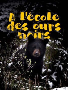 A l'école des ours noirs