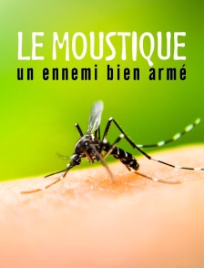 Le moustique, un ennemi bien armé