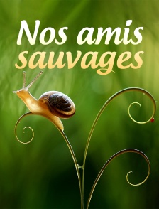 Nos amis sauvages