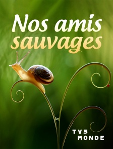 TV5MONDE - Nos amis sauvages
