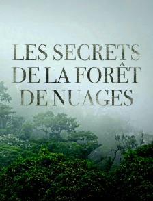 Les secrets de la forêt de nuages