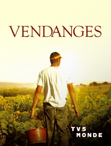 TV5MONDE - Vendanges