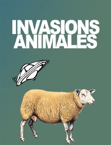 Invasions animales
