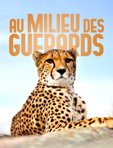 Au milieu des guépards