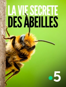 France 5 - La vie secrète des abeilles