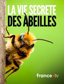 france.tv - La vie secrète des abeilles