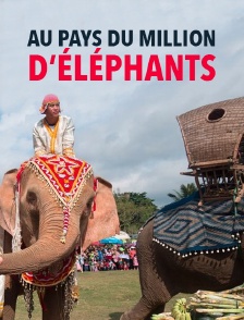 Au pays du million d'éléphants