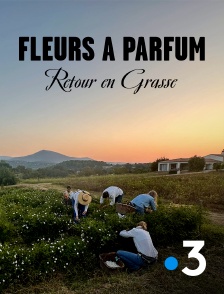 France 3 - Fleurs à parfum, retour en Grasse
