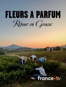 france.tv - Fleurs à parfum, retour en Grasse