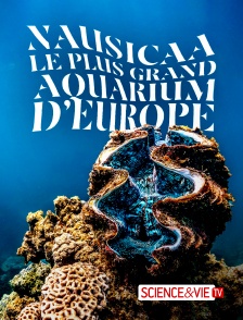 Nauricaa, le plus aquarium