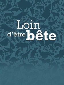 Loin d'être bête
