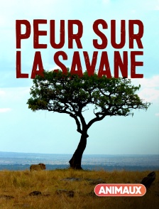 Animaux - Peur sur la savane