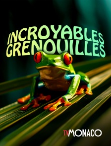 TV Monaco - Incroyables grenouilles en replay