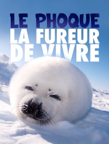 Le phoque, la fureur de vivre