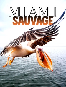 Miami sauvage