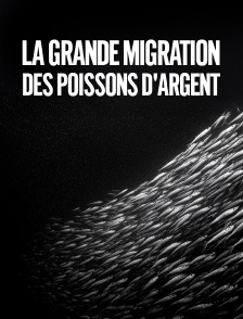 La grande migration des poissons d'argent