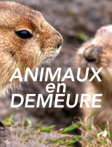 Animaux en demeure