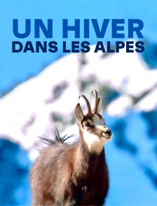 Un hiver dans les Alpes