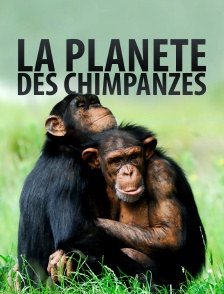 La planète des chimpanzés