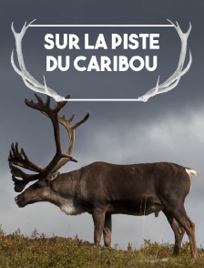 Sur la piste du caribou