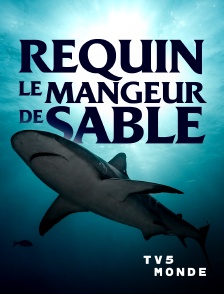 TV5MONDE - Requin, le mangeur de sable