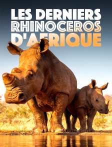 Les derniers rhinocéros d'Afrique