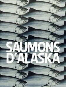 Saumons d'Alaska