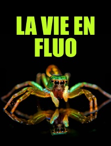 La vie en fluo