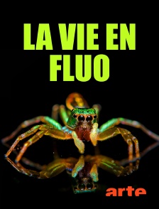 Arte - La vie en fluo