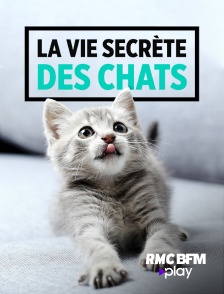 La vie secrète des chats