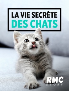 La vie secrète des chats