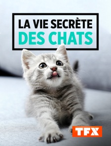 La vie secrète des chats