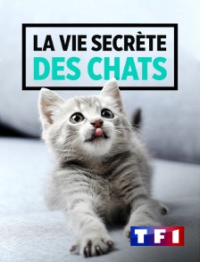 TF1 - La vie secrète des chats