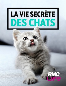 RMC Life - La vie secrète des chats