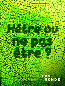 TV5MONDE - Hêtre ou ne pas être ?
