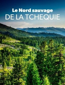 Le Nord sauvage de la Tchéquie : La forêt dans les nuages
