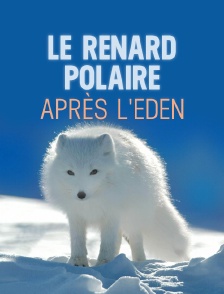 Le renard polaire après l'eden
