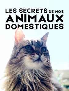 Les secrets de nos animaux domestiques